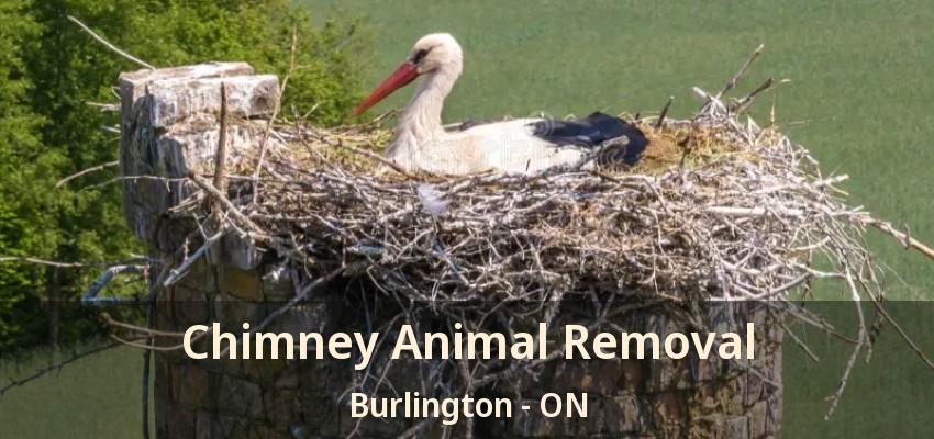 Chimney Animal Removal Burlington - ON