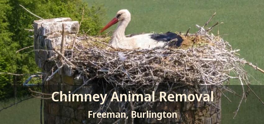 Chimney Animal Removal Freeman, Burlington - ON