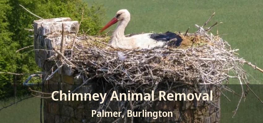 Chimney Animal Removal Palmer, Burlington - ON