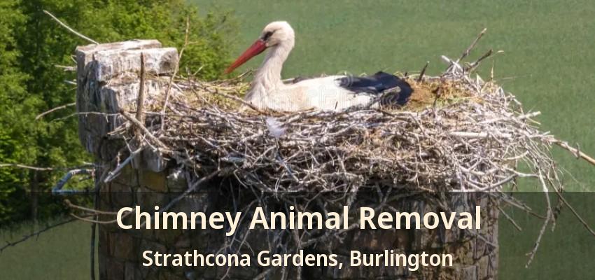 Chimney Animal Removal Strathcona Gardens, Burlington - ON
