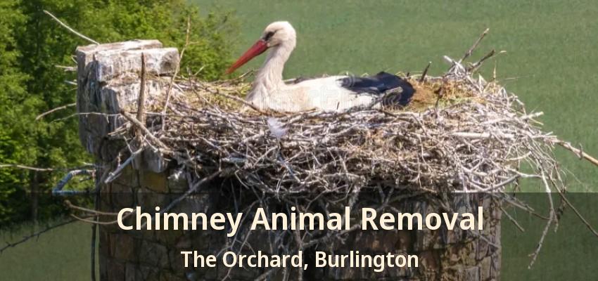 Chimney Animal Removal The Orchard, Burlington - ON