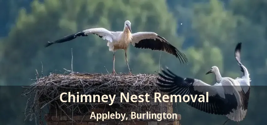 Chimney Nest Removal Appleby, Burlington - ON