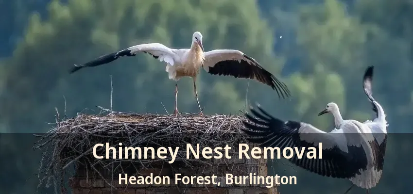 Chimney Nest Removal Headon Forest, Burlington - ON