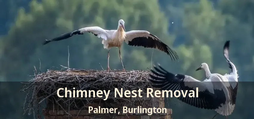 Chimney Nest Removal Palmer, Burlington - ON