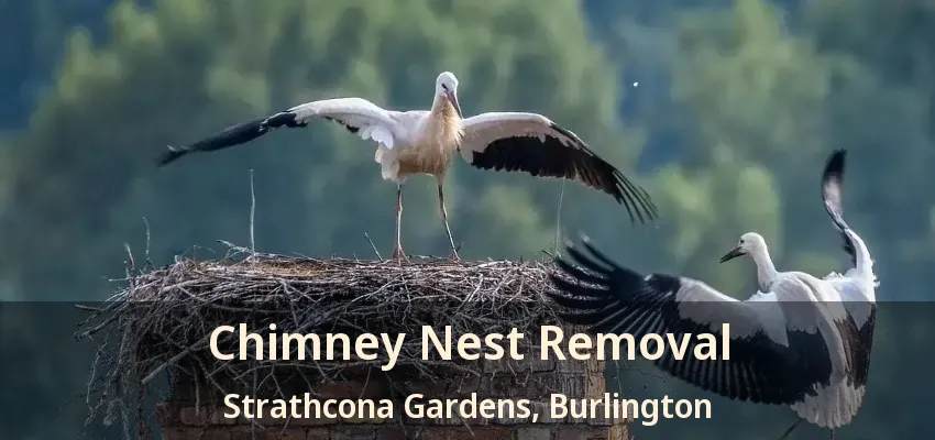 Chimney Nest Removal Strathcona Gardens, Burlington - ON
