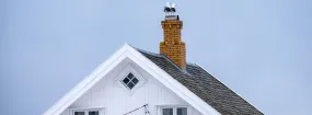 Chimney Nest Removal Headon Forest, Burlington